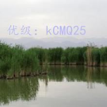ɱ
